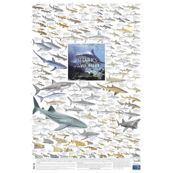 Poster "SHARKS of the WORLD 1: Inshore Coastal Waters"